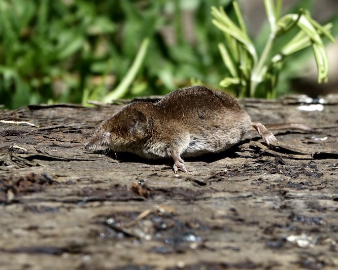 shrew